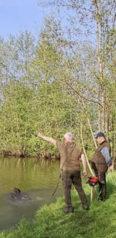 Jagdhundetraining Wasser Jagdhundetraining