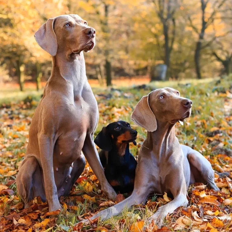 Weimaraner mit Dackel